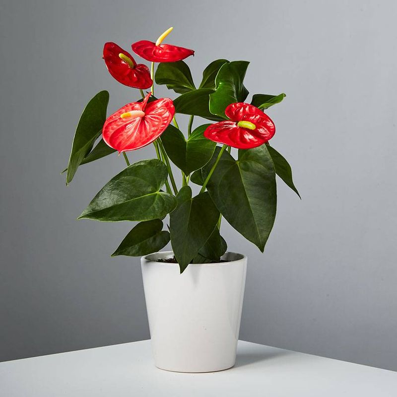 Anthurium - 6"-