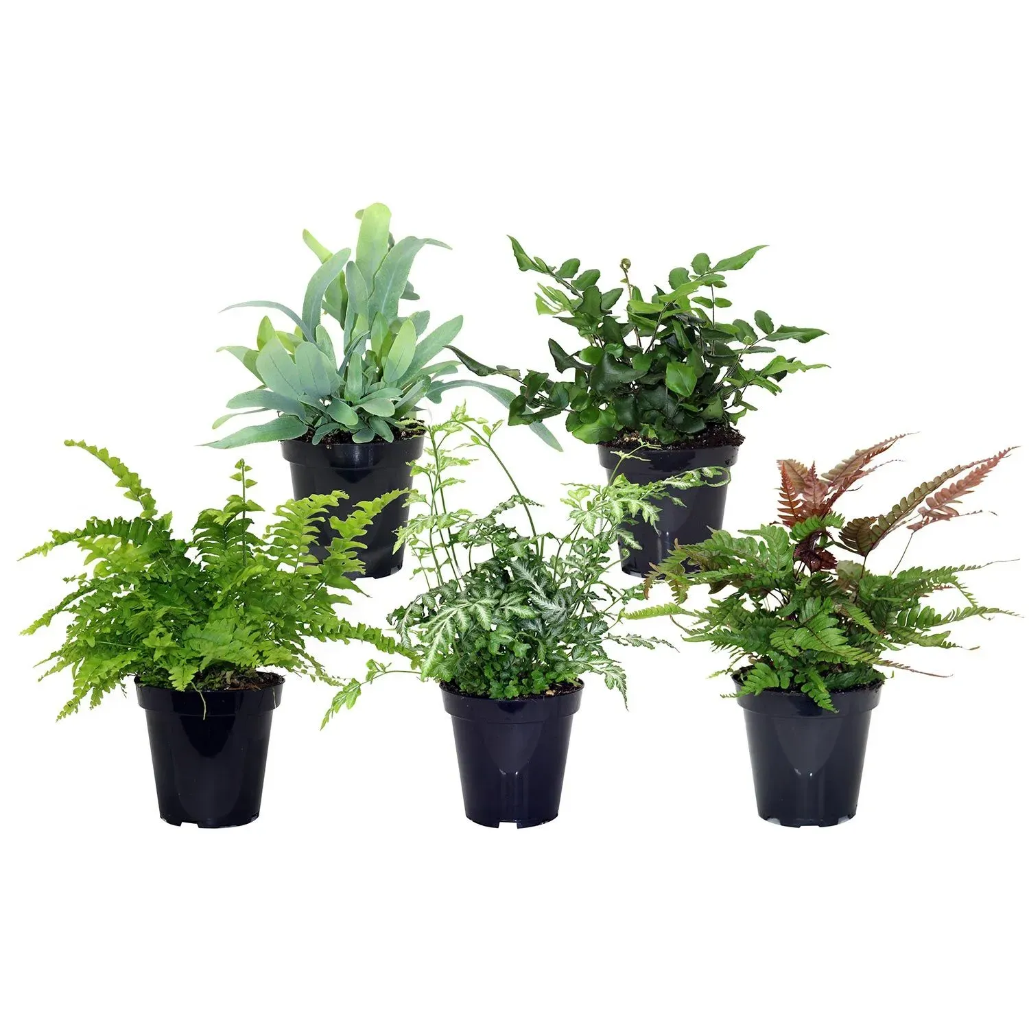 Fern Assorted HB - 6"