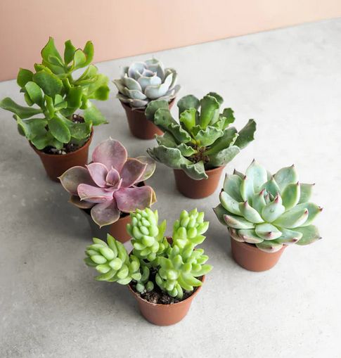 Succulent Assorted - 2.25&quot;