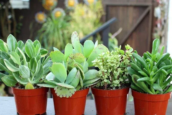 Succulent Assorted - 3.5"