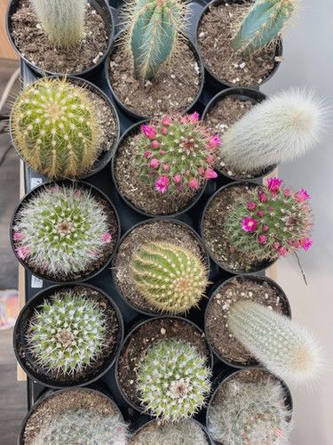 Cactus Assorted - 3.5"