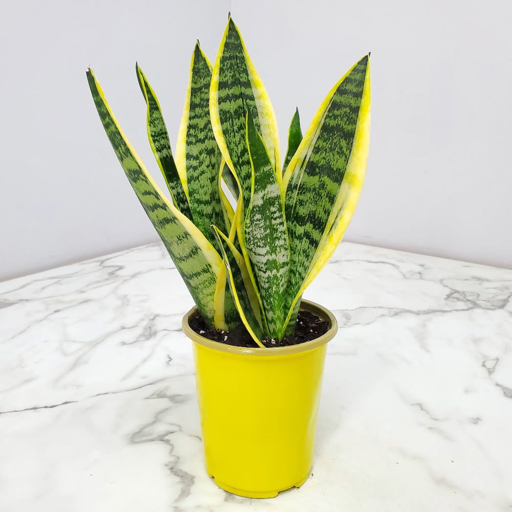 Sanseveria - Futura - 4"