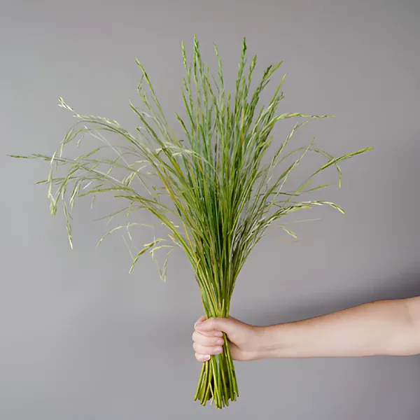 Lily Grass  - bunch - fresh floral