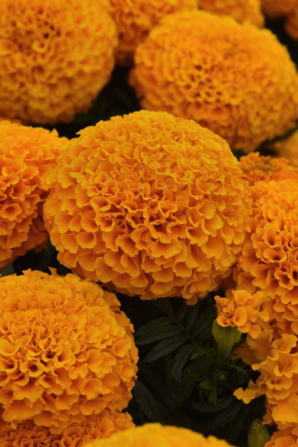 Marvel II Orange Marigold Hybrid Seeds -  African Type 5601