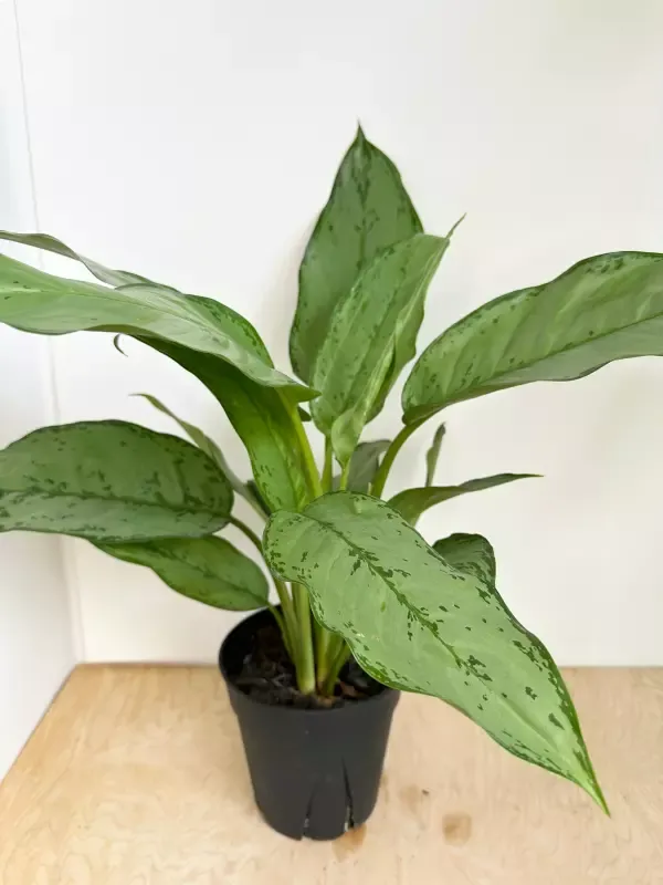Aglaonema Leprechaun - 6"