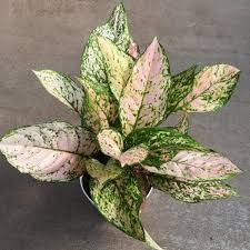 Aglaonema Etta Rose - 6"