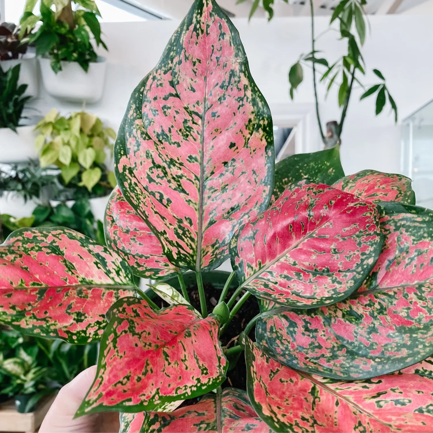 Aglaonema Ruby Red - 6"