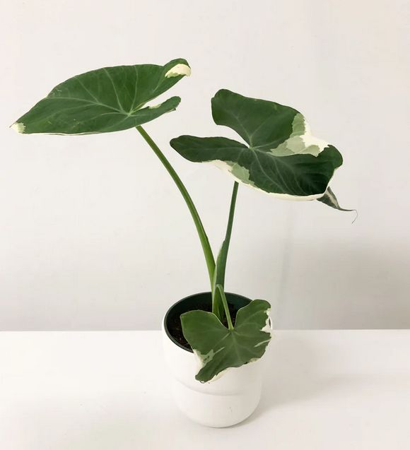 Alocasia Mickey Mouse Var (sagittifolium) - 4"