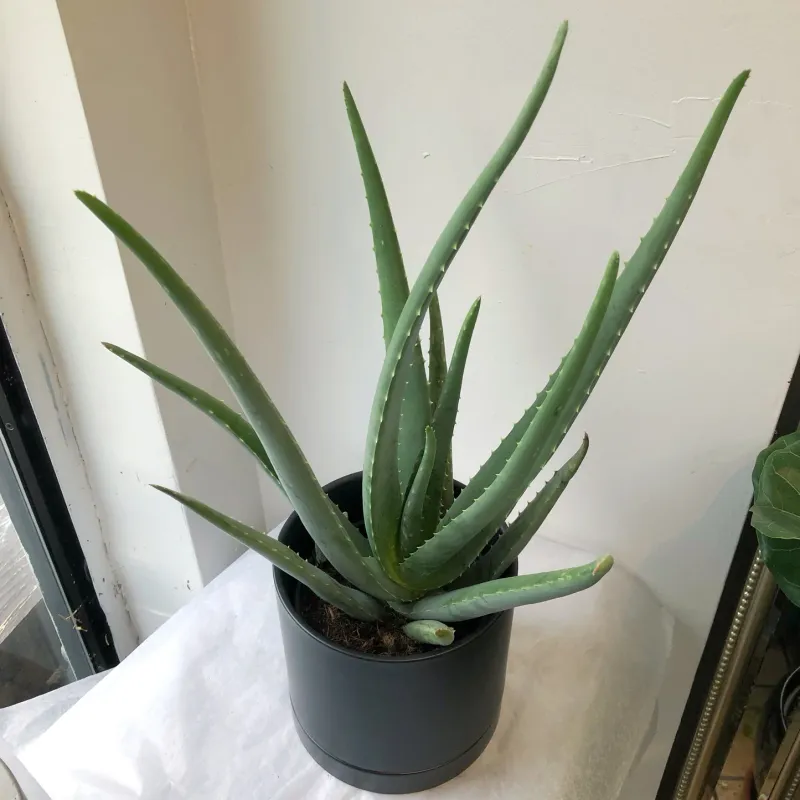 Aloe Vera - 6"