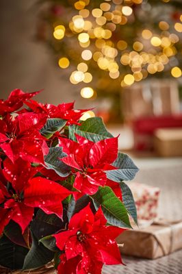 Poinsettias &amp; Holiday Plants