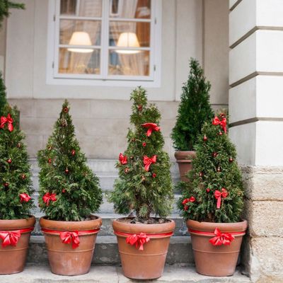 Seasonal Plants & Pottery