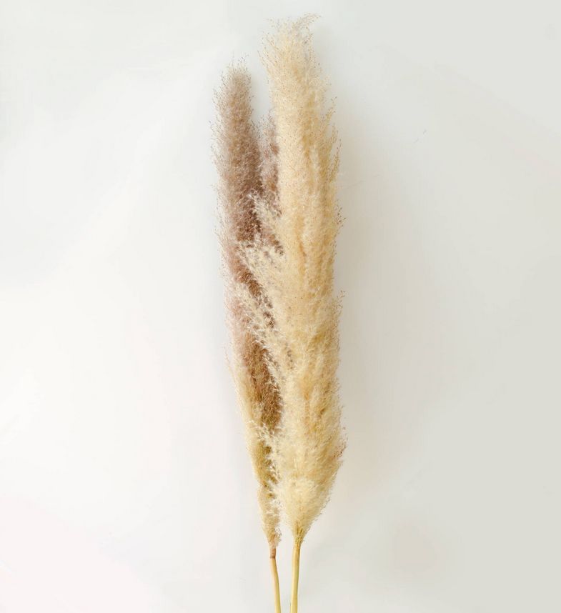 Pampas Grass Mace - 3pc