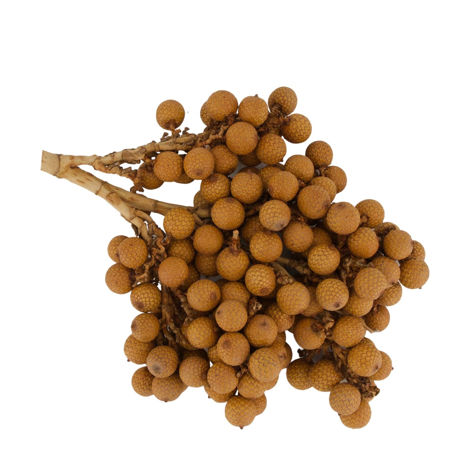 Branch Rattan Fruit 20cm 500gr