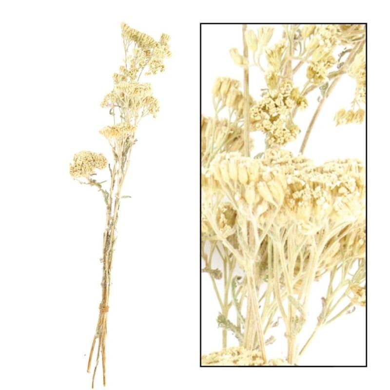 Achillea Wild, Color: White