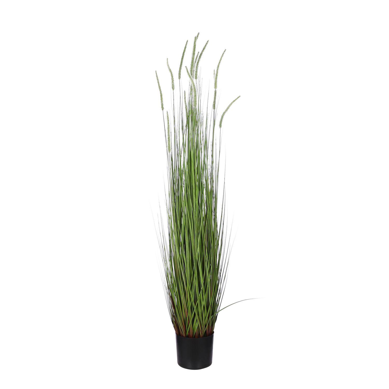 Dogtail Grass Green in Pot, Size: h90xd25cm