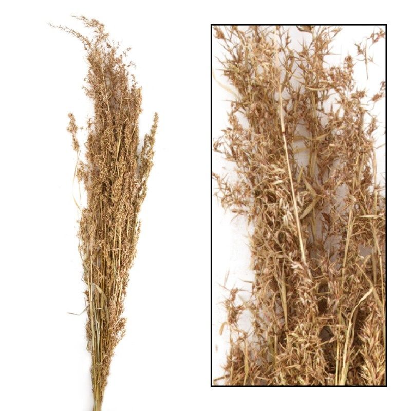 Alfonso Grass - 60-80cm, Color: Olive, Size: 100gr