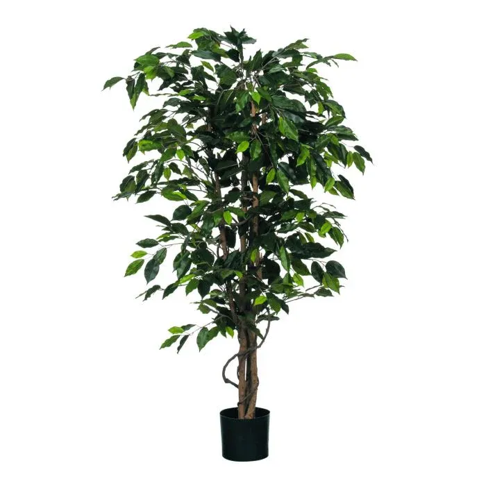 Ficus Green In Plastic Pot - H150x85cm