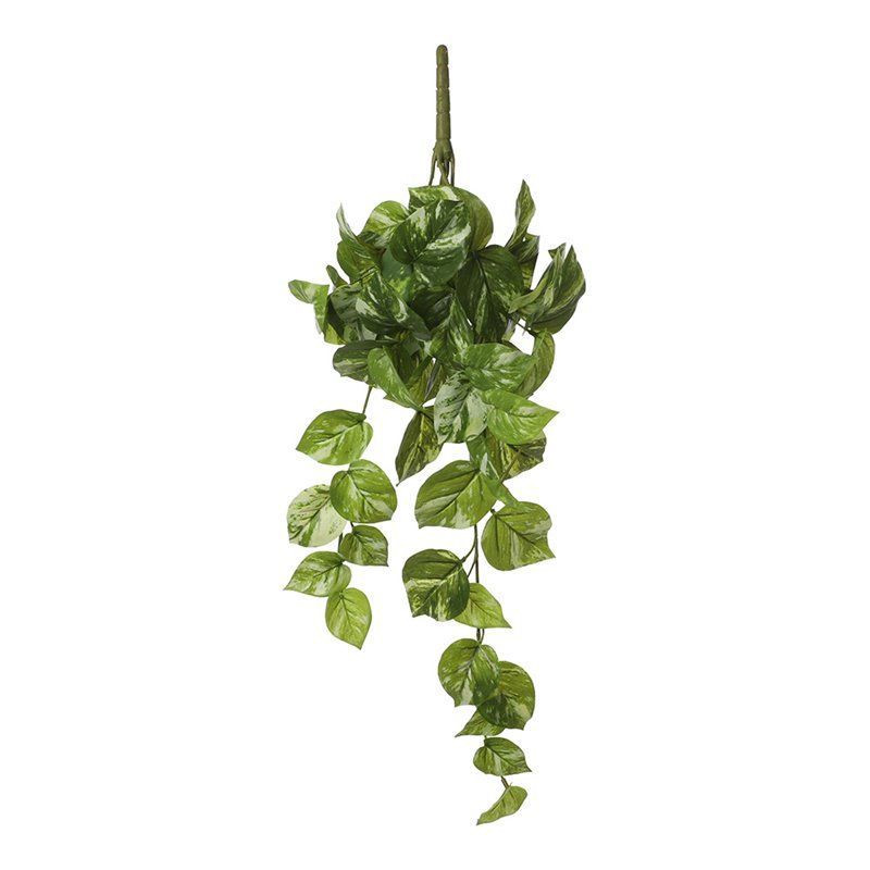 Pothos Hanging Green - 58x20x14cm