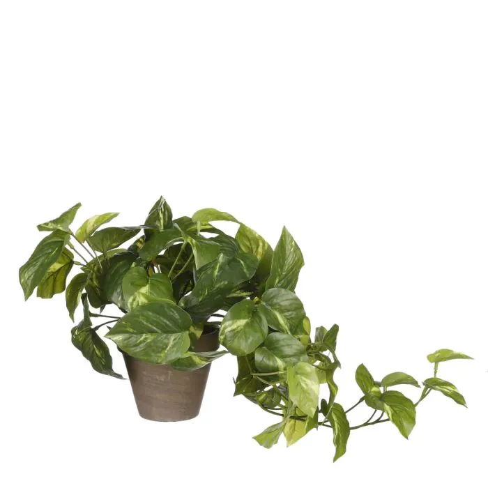 Pothos Green In Pot Stan Grey D11.5cm - H44x17cm