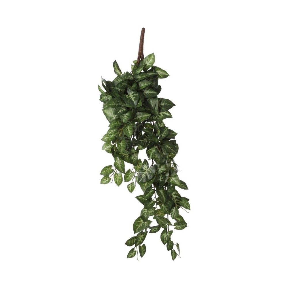 Syngonium Hanging Green - 54x20x15cm