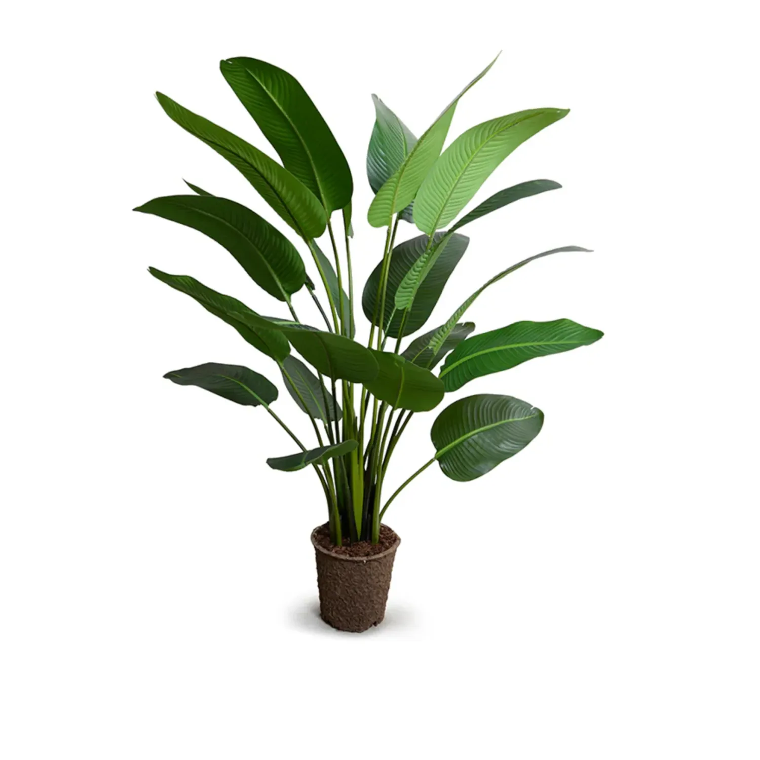 Traveller Palm In Pot Green - H180x120cm