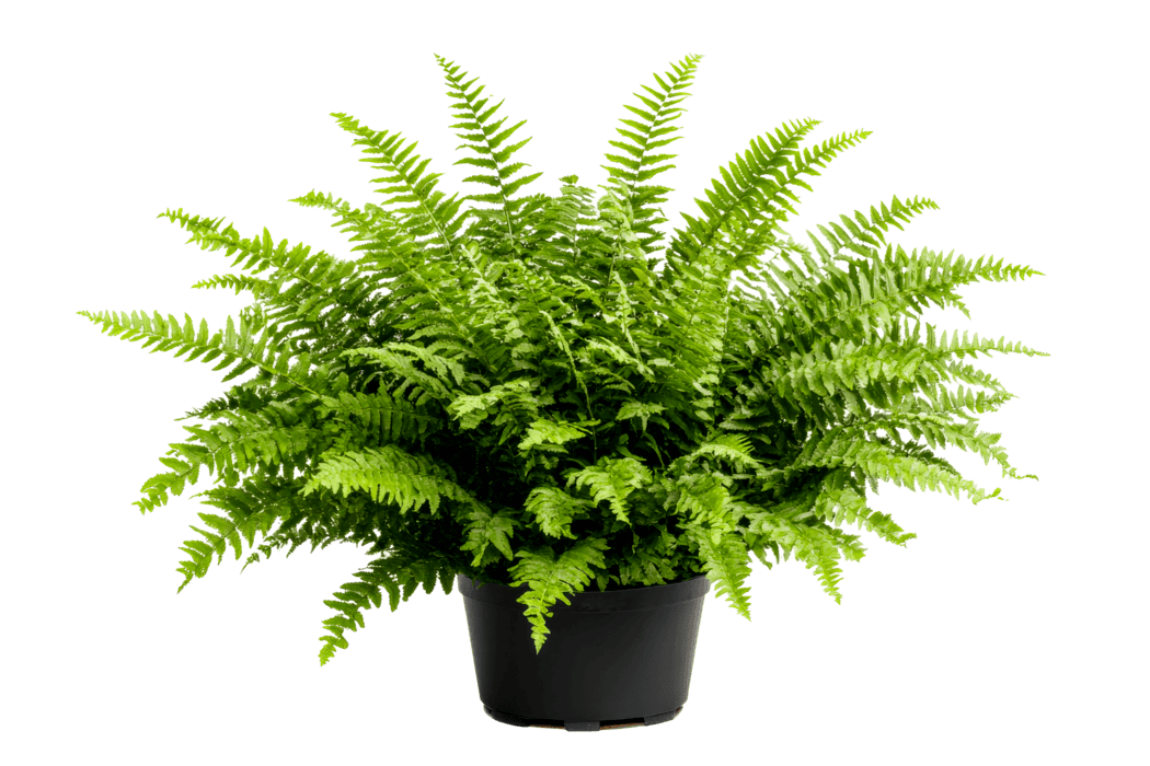 Fern In Pot Green - H47x28cm