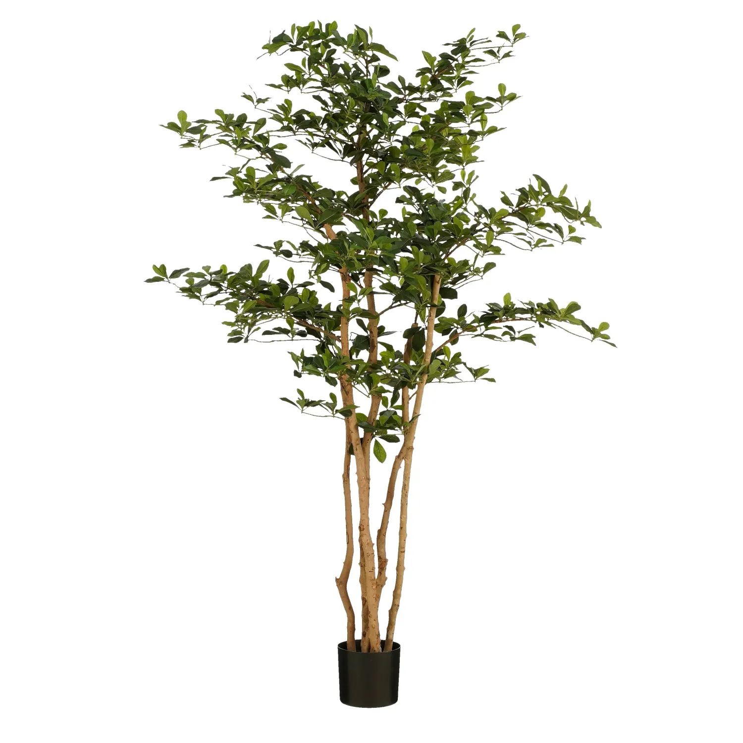 Oriental Olive Tree Green - H183x130cm