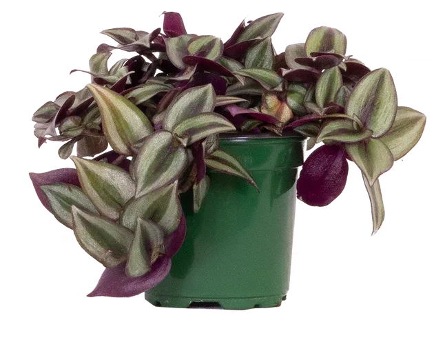 Tradescantia In Pot Green - H16x16cm