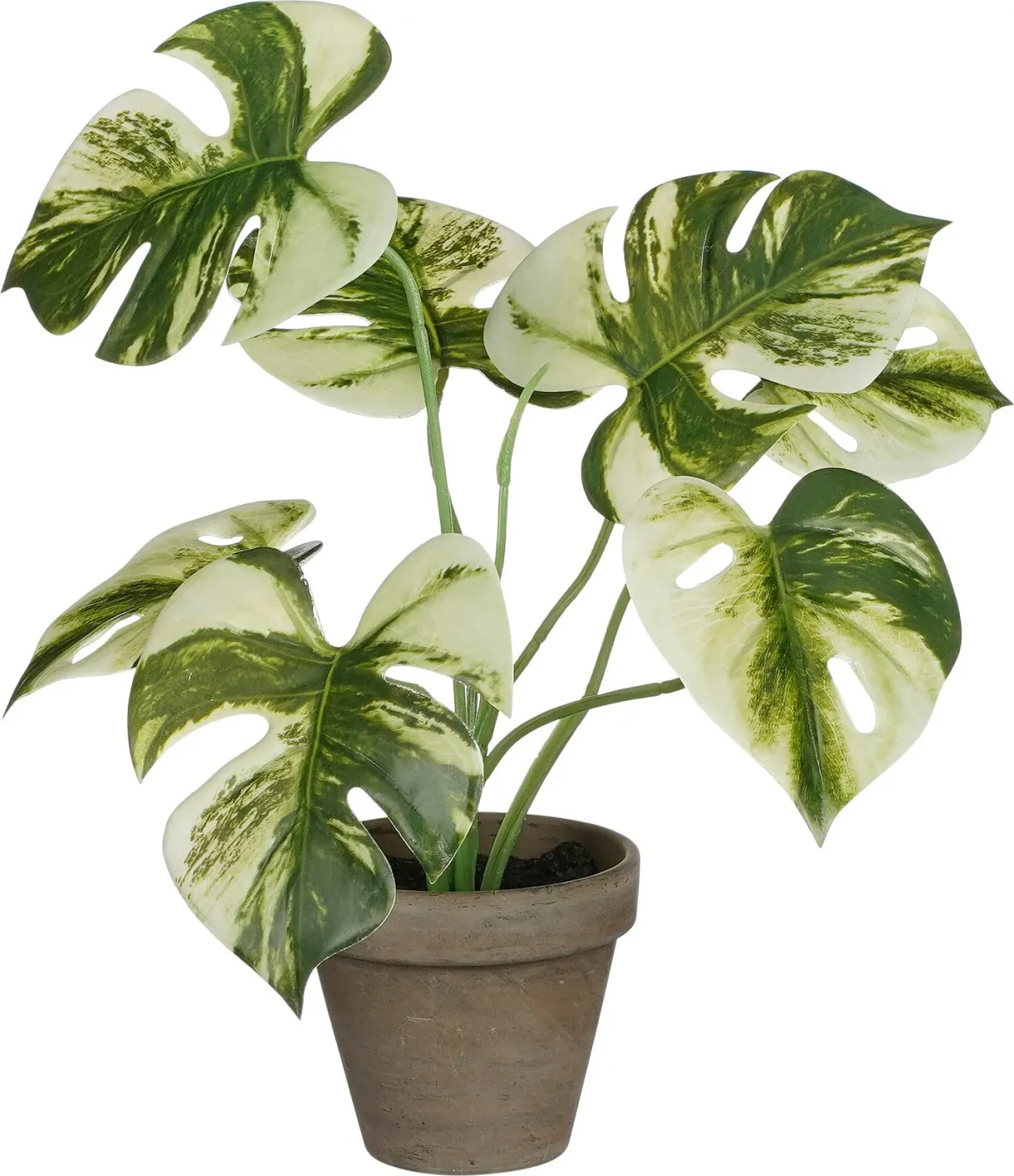 Monstera Green In Pot Stan Grey D9cm - H30x24cm