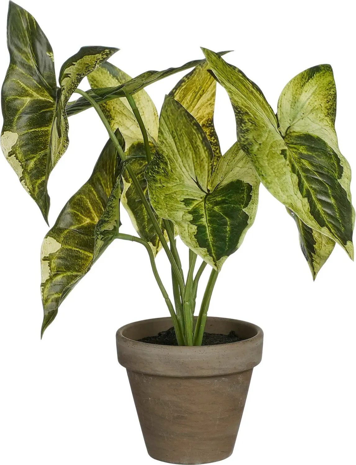 Syngonium Green In Pot Stan Grey D9cm - H28x21cm