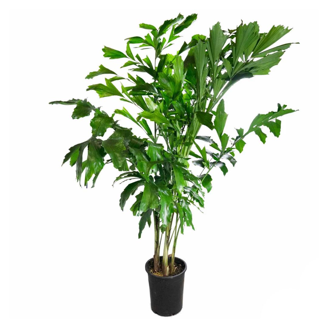 Fishtail Palm In Pot Green - H120x80cm