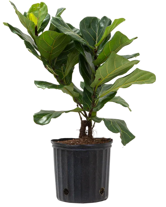 Ficus Lyrata In Pot Green Waterproof &amp; Uv Resistant - 182cm
