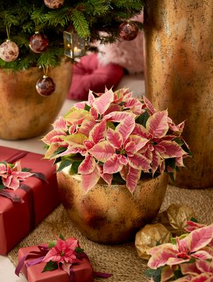 Seasonal Planters &amp; Arrangements