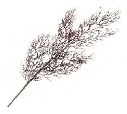 Spray - Coral Leaf Branch Brown Glitter 30"