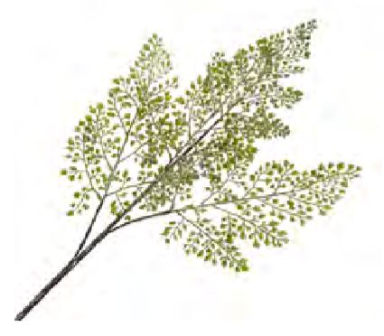 Spray Fern Leaf 36" Green Frosted