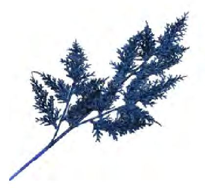 Spray Cedar Leaf 26" Navy Glitter