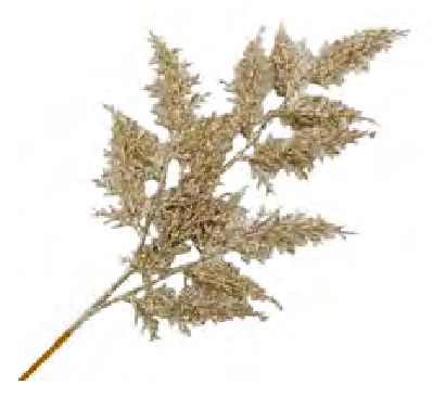 Spray Cedar Leaf 26" Champagne Gold