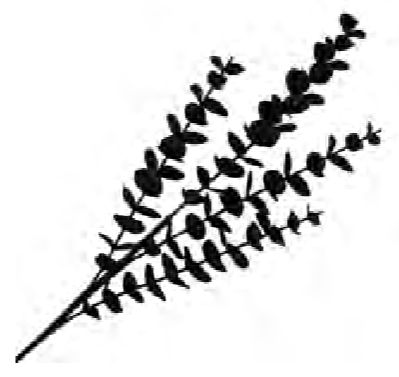 Spray Eucalyptus Leaf 27" Black Glitter