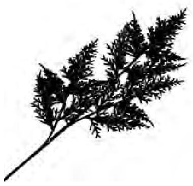 Spray Fern Leaf 26" Black Glitter