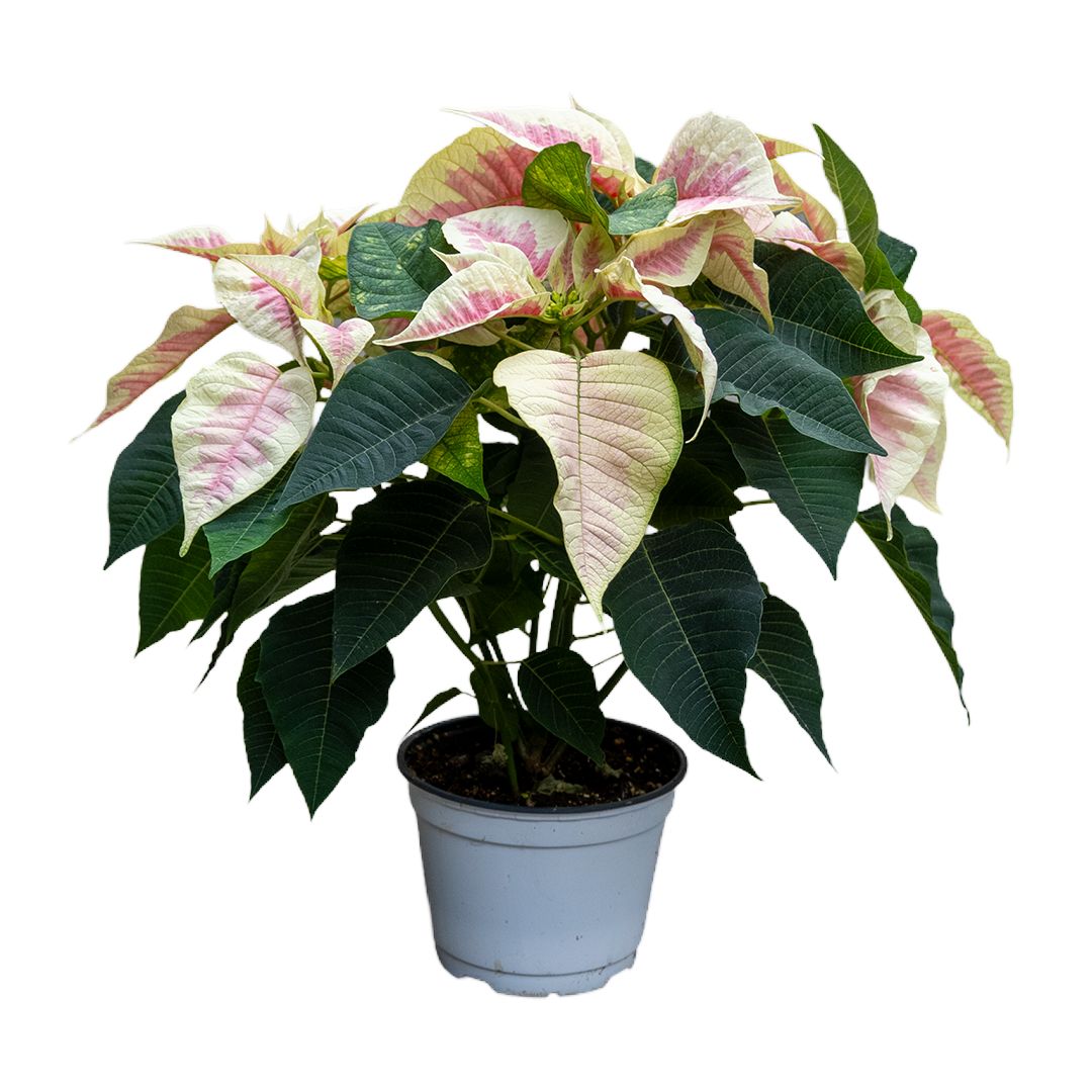 Poinsettia Marble - 6"