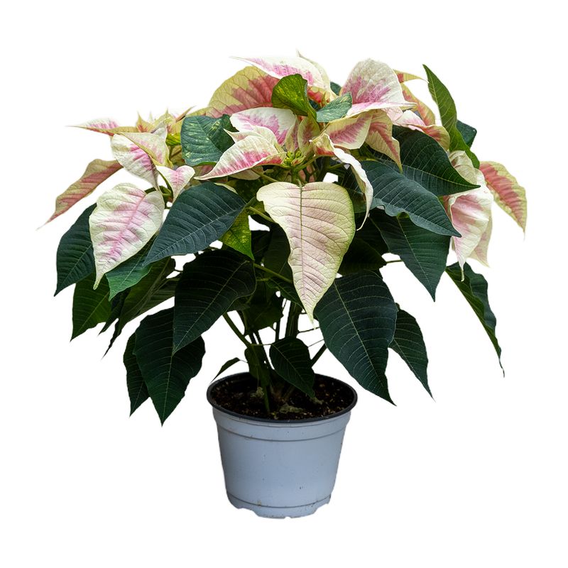 Poinsettia Marble - 6"