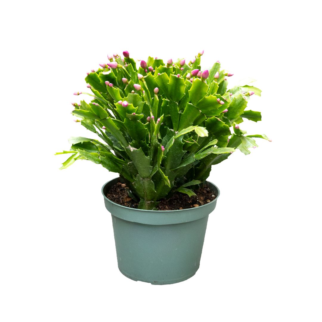 Christmas Cactus - 6"