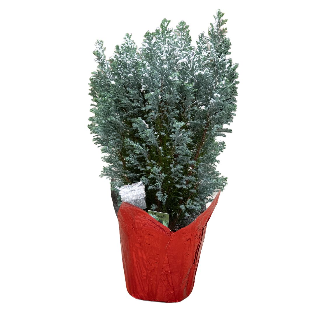 Cypress Elwoodii Flocked &amp; Decorated  - 6"