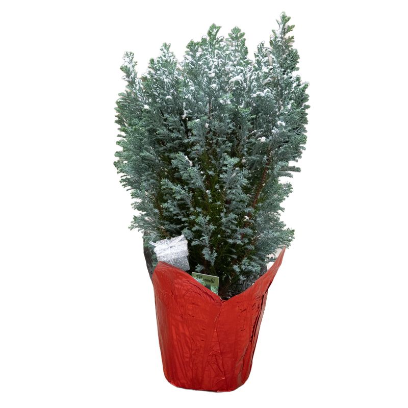 Cypress Elwoodii Flocked &amp; Decorated  - 6"