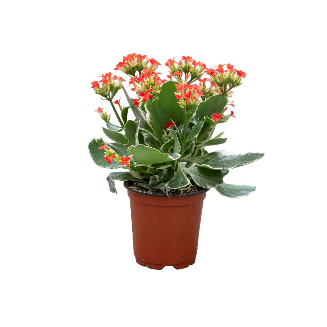 Kandy Kane Kalanchoe - 4"