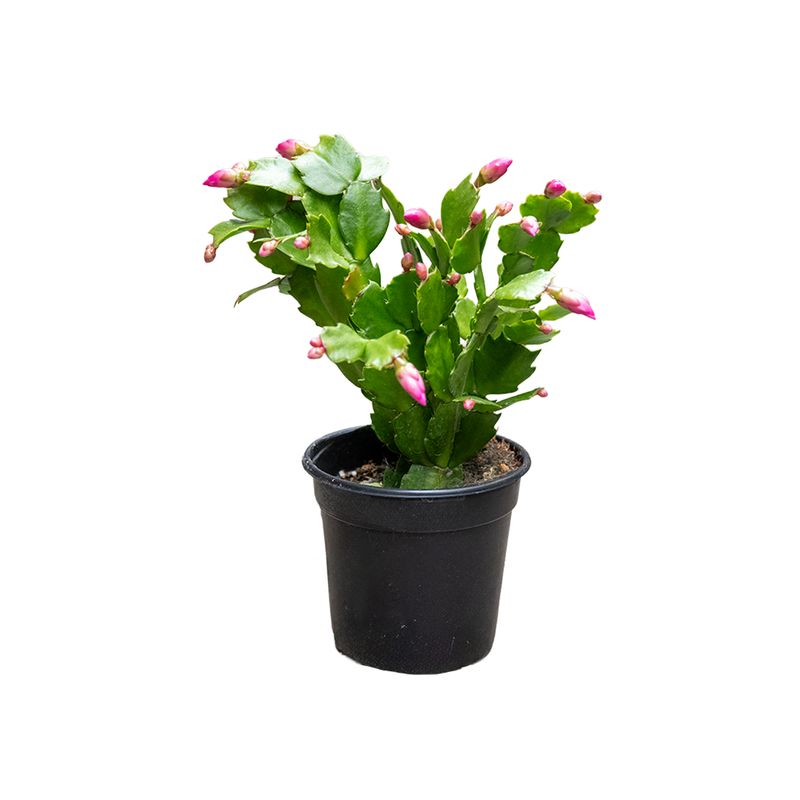Christmas Cactus - 4"