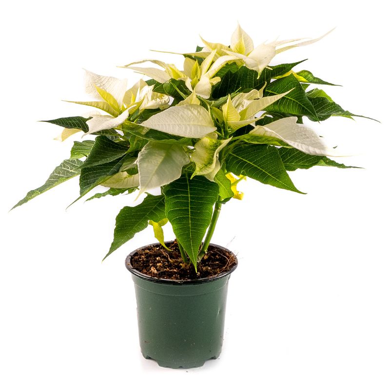 Poinsettia - Assorted - 4"