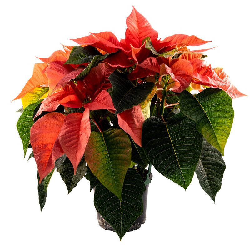 Poinsettia