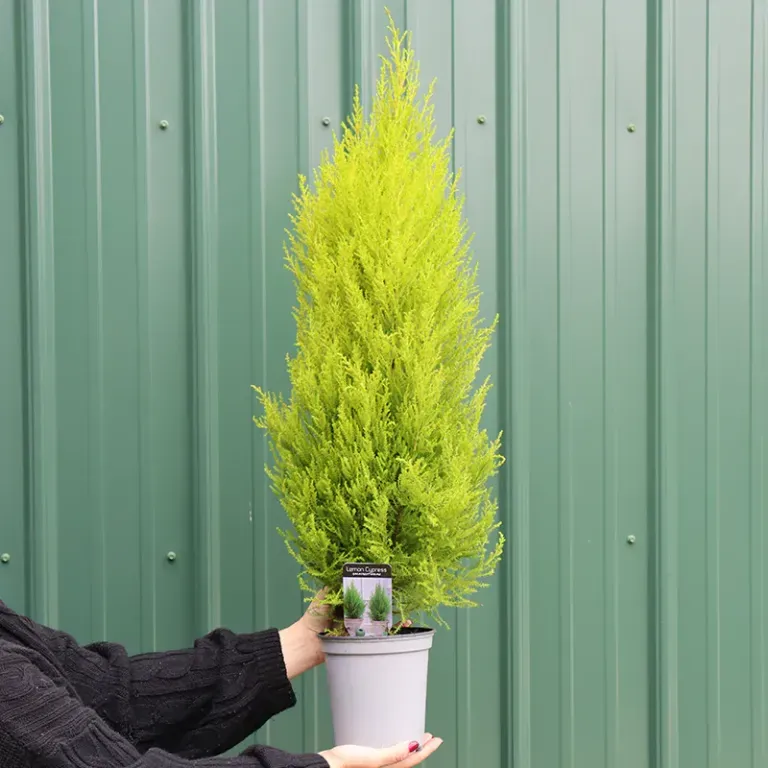 Lemon Cypress Flocked &amp; Decorated - 4"