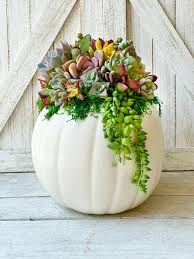 Succulents in Gingerbread - 4"